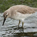 250_Red Knot